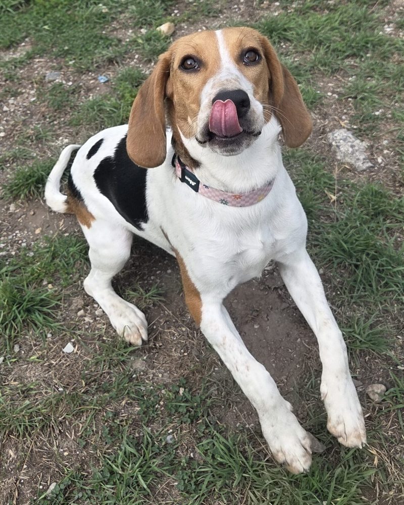 Beanie lying on the ground outside licking her mouth in hope of a treat