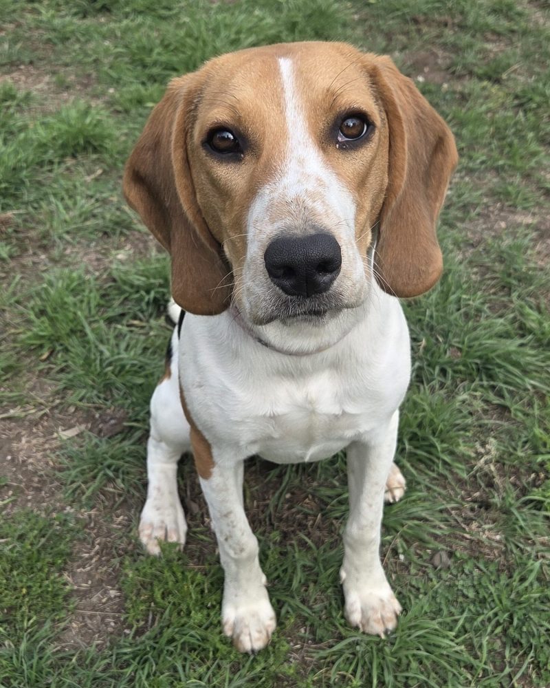 Beanie sitting outside looking at the camera