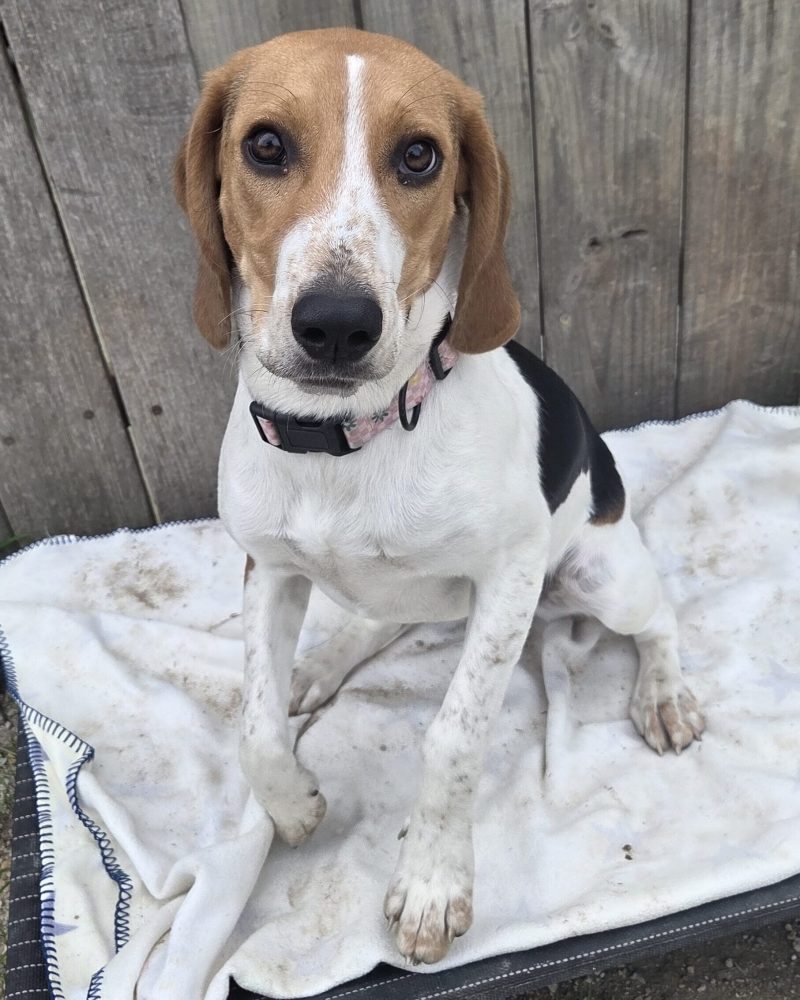 Beanie sitting on a dog bed outside with one paw up