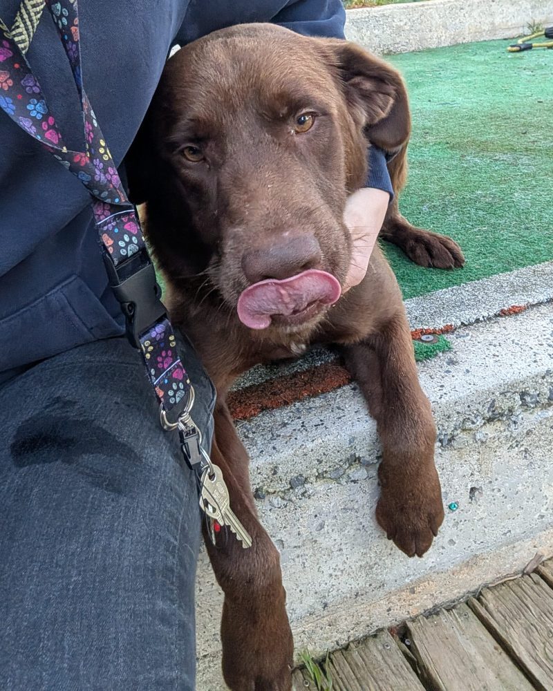 Beef lying down licking his mouth