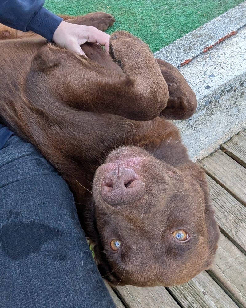Beef lying on his back getting his belly scratched