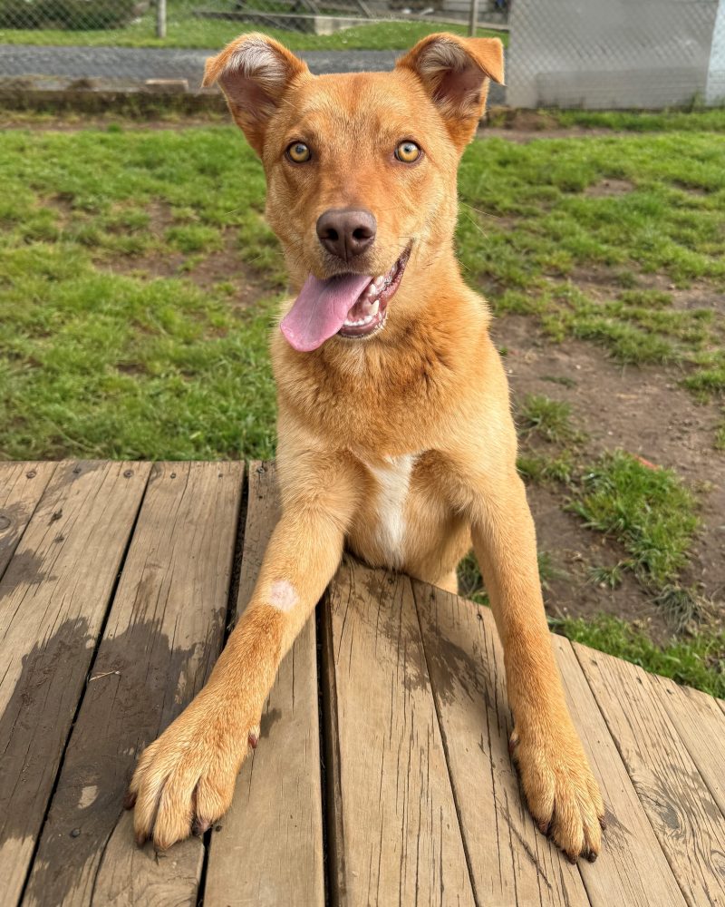 Handsome Benji outside looking happy