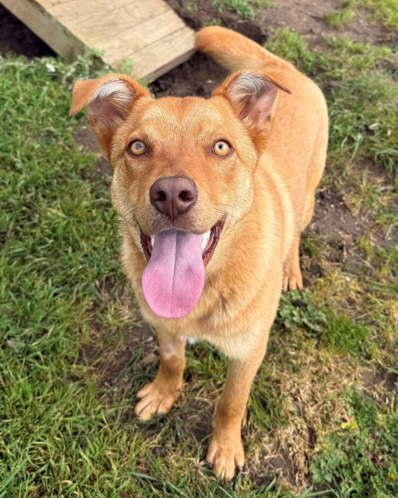Handsome Benji outside looking happy