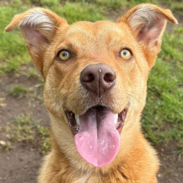 Handsome Benji close up