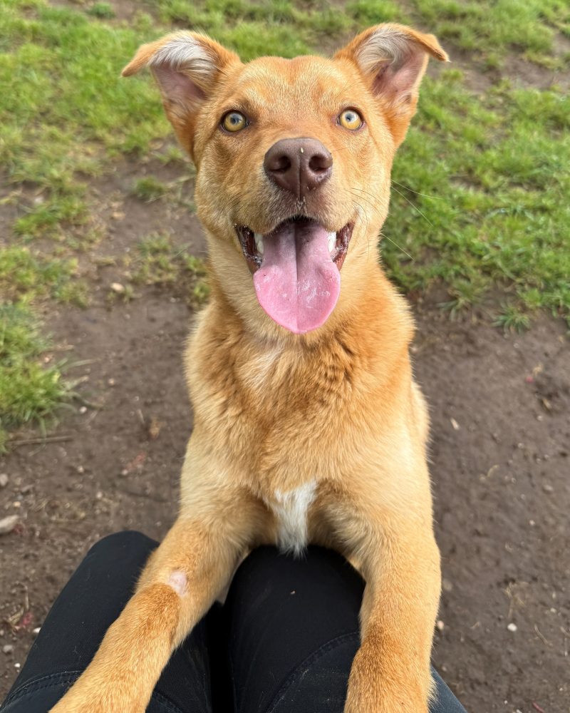 Handsome Benji outside looking happy