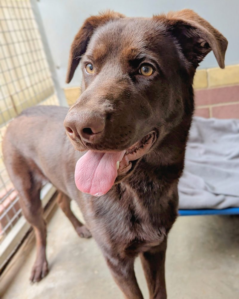 Bentlee standing in his kennel and looking to his right