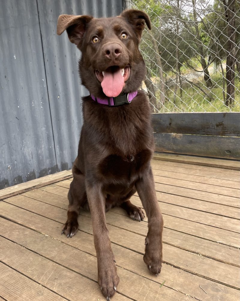 Bentlee ready to catch his ball