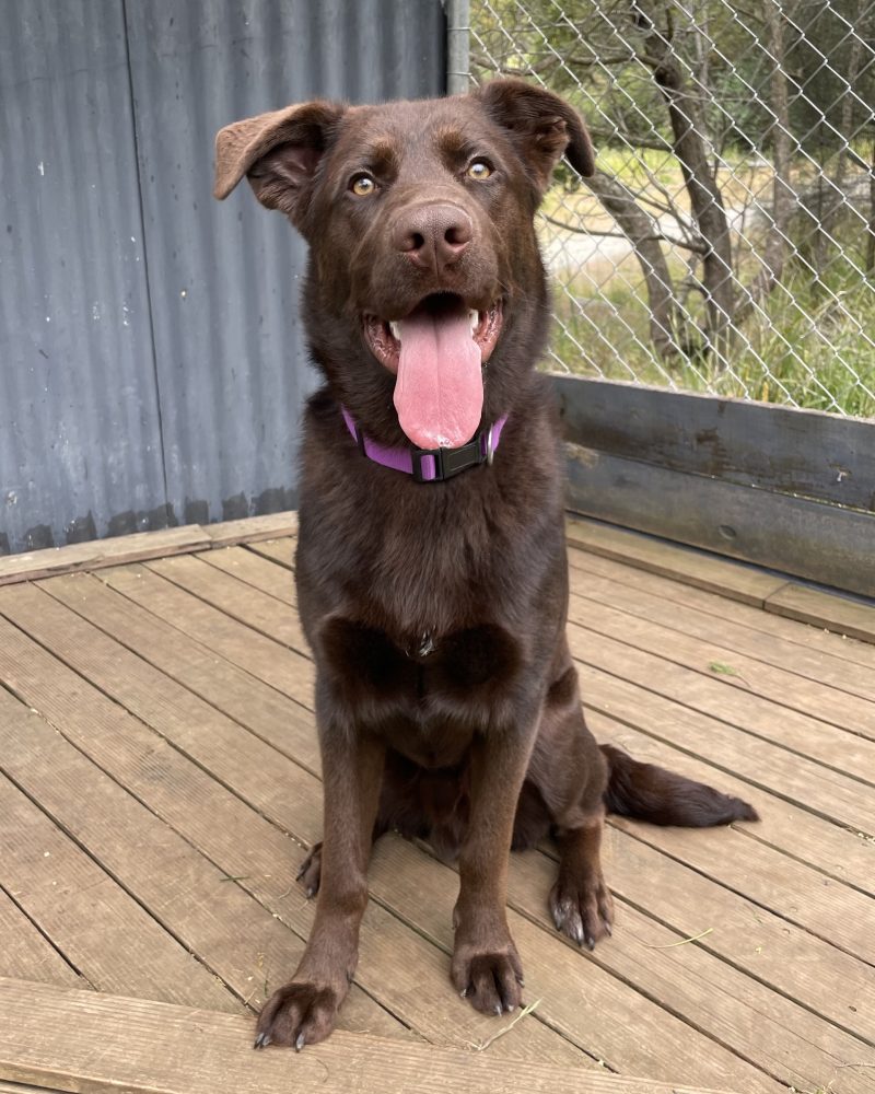Bentlee sitting looking at camera