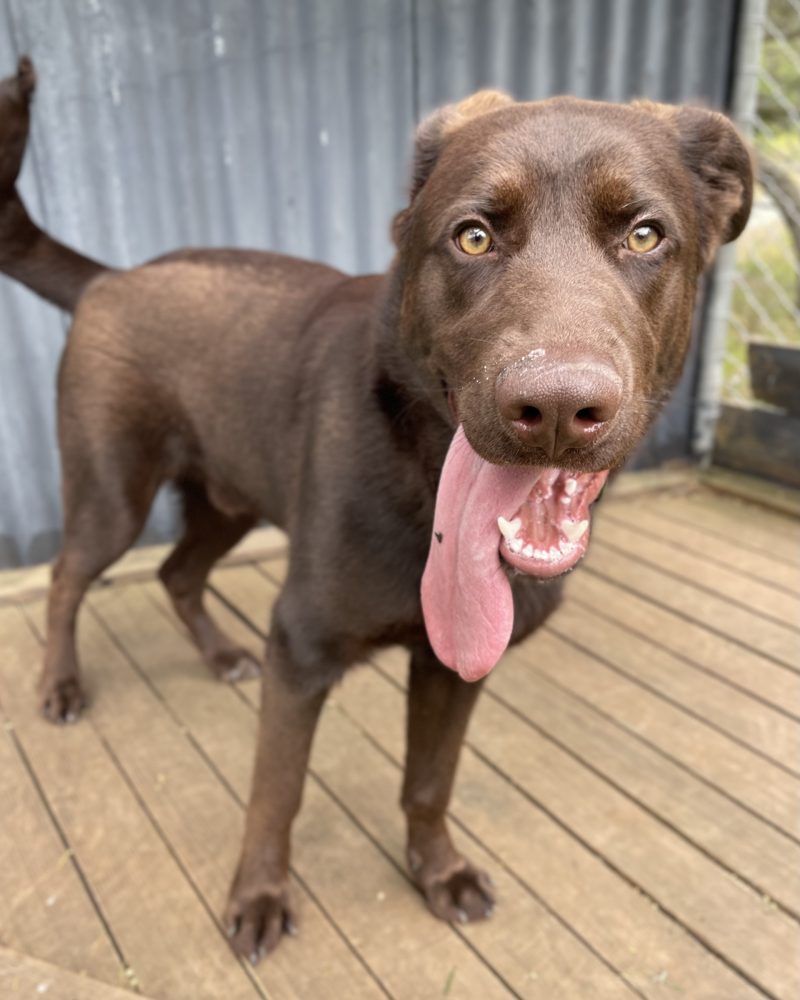 Bentlee with his tongue out