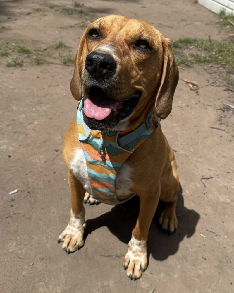 Billie sitting outside in the sun