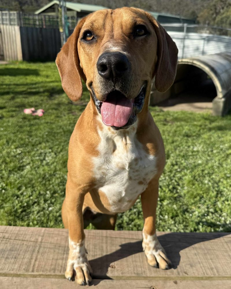 Billie standing with front legs on a deck