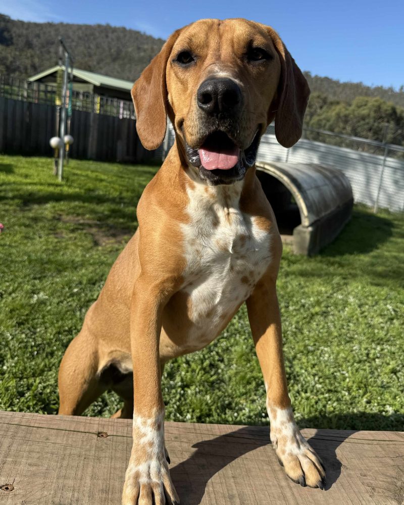 Billie standing with front legs on a deck