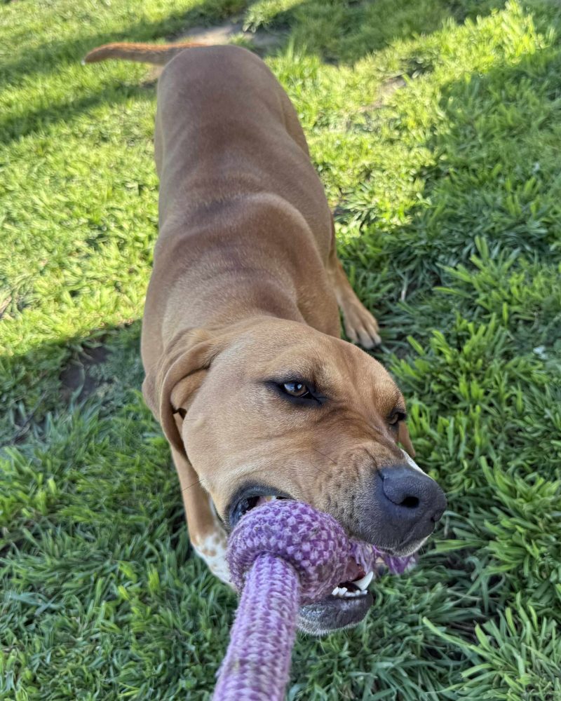 Billie tugging on rope toy with staff member