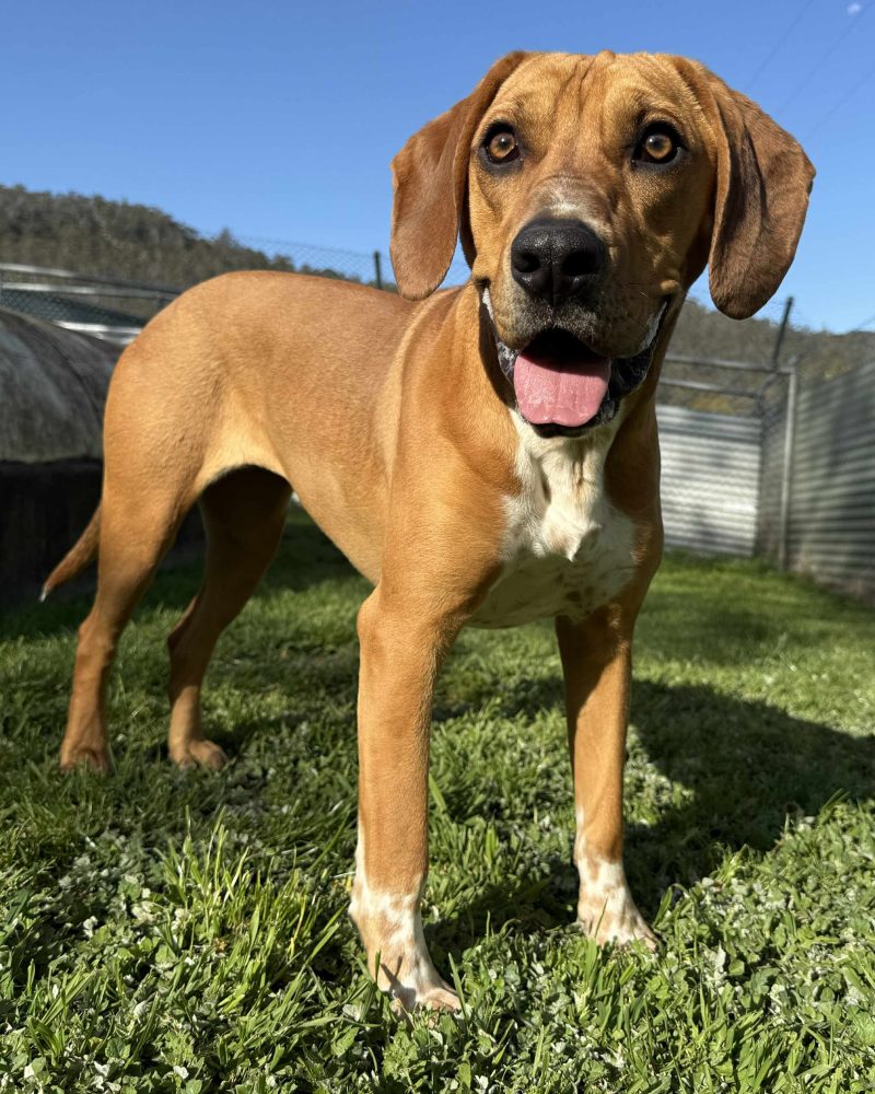 Billie standing outside on a sunny day