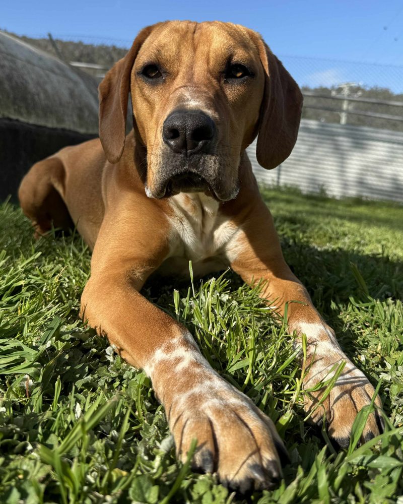 Billie lying on the grass