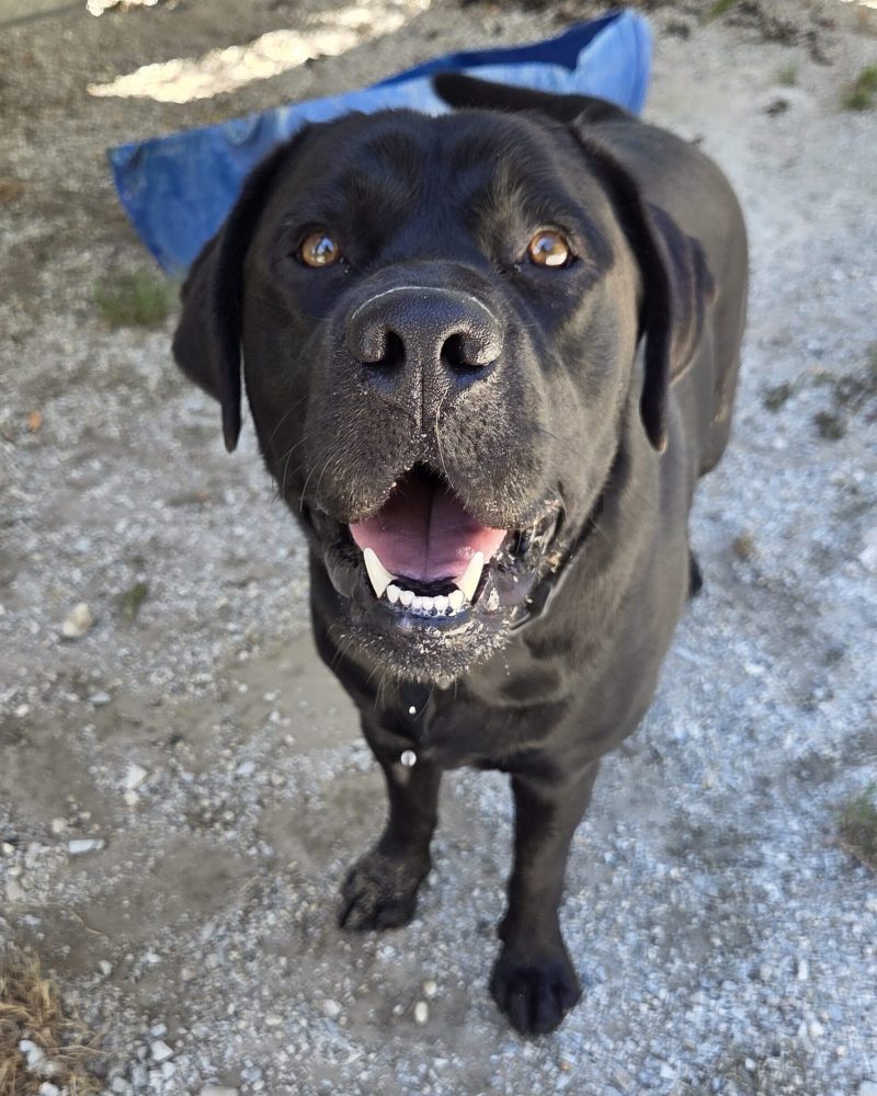 Bingo standing outside looking at the camera