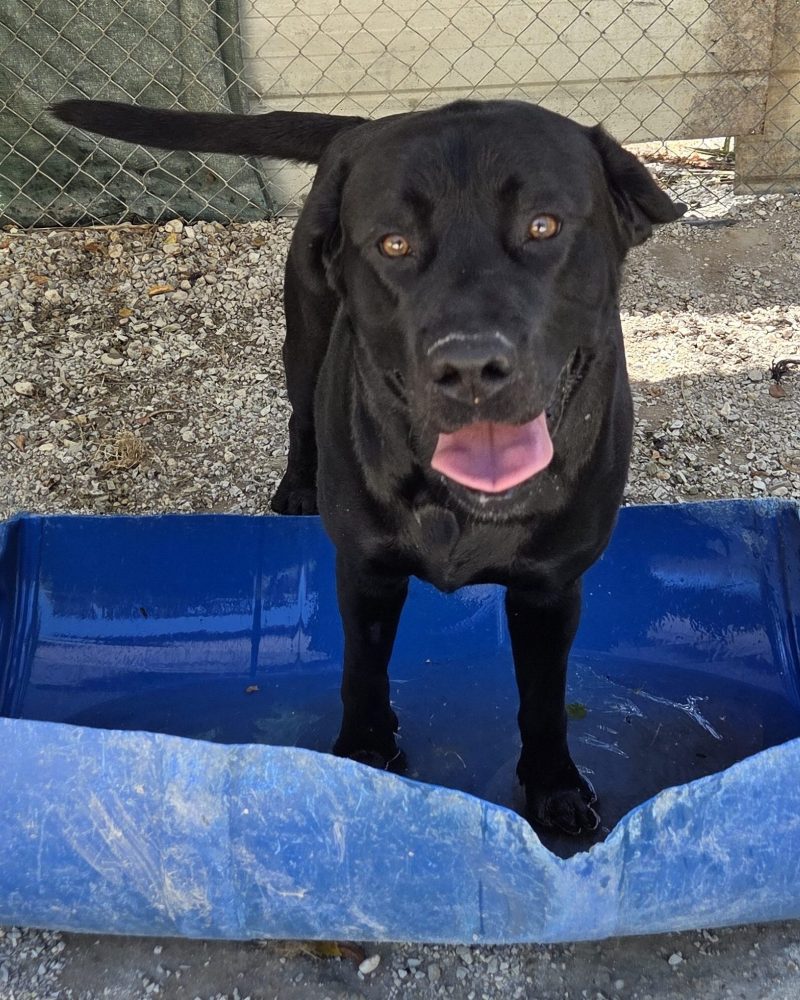 Bingo having a dip in a shallow pool