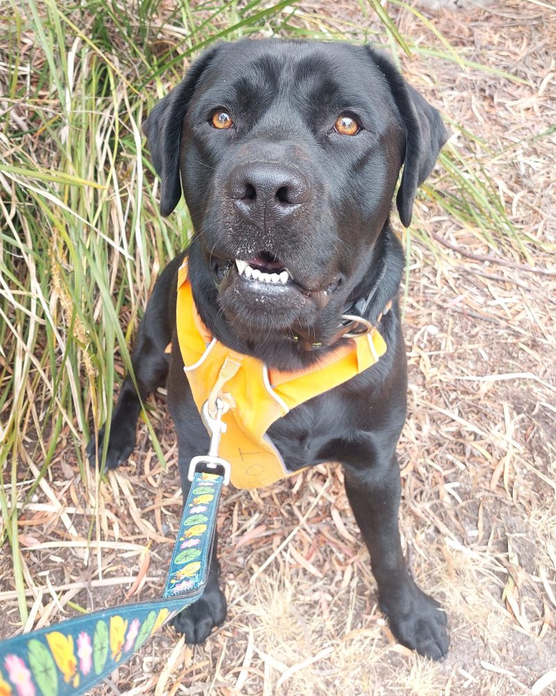 Bingo sitting outside with a goofy expression