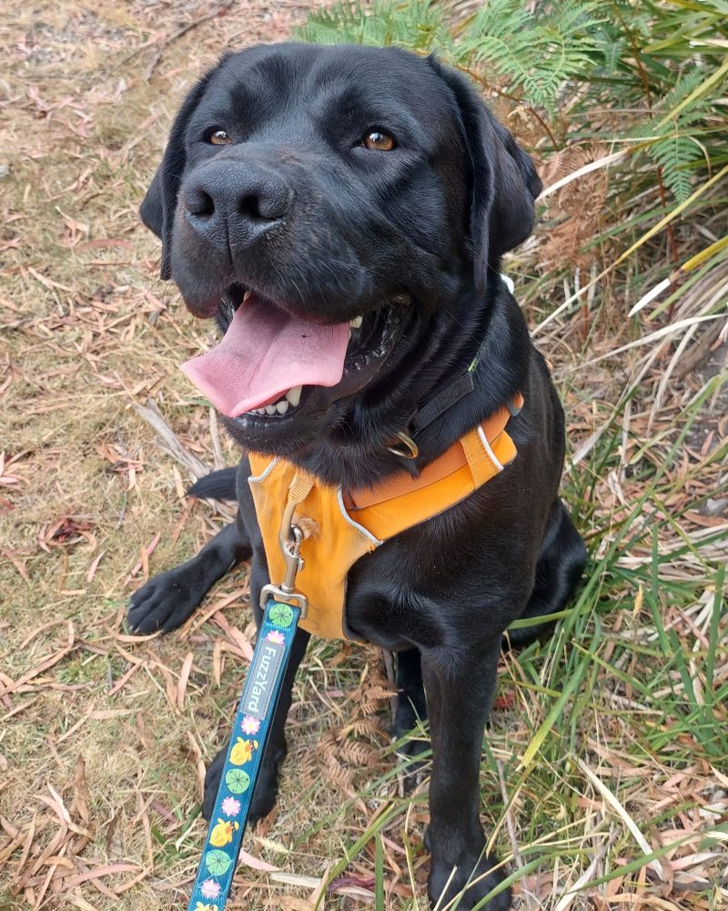 Bingo sitting outside after a walk