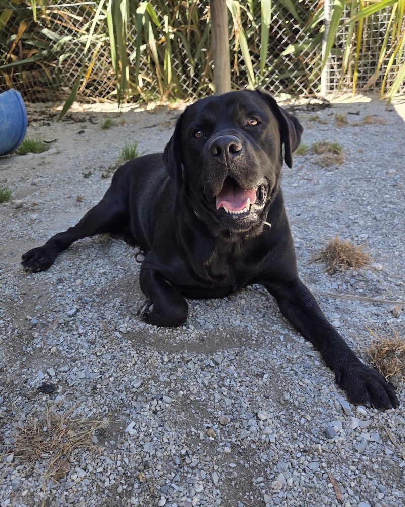Bingo enjoying lying down in the shade
