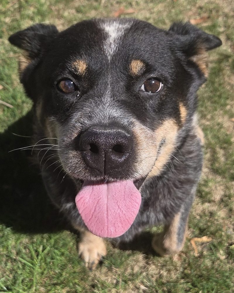 Blue sitting on the grass in the sunshine looking up at the camera