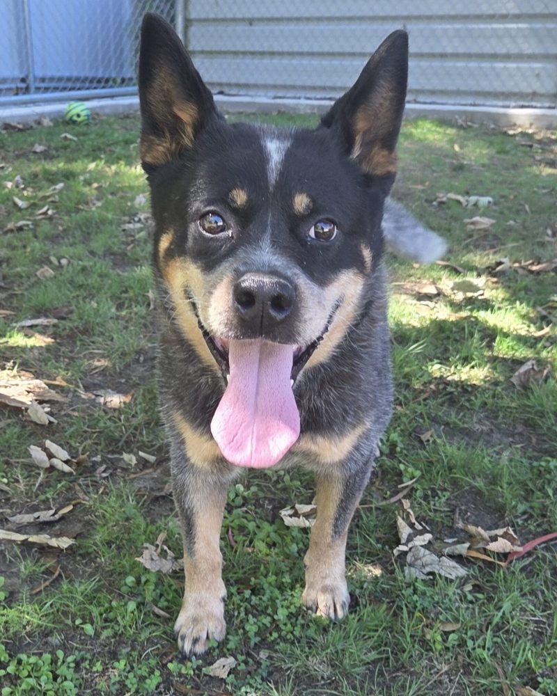 Blue standing outside in the sunshine looking happy