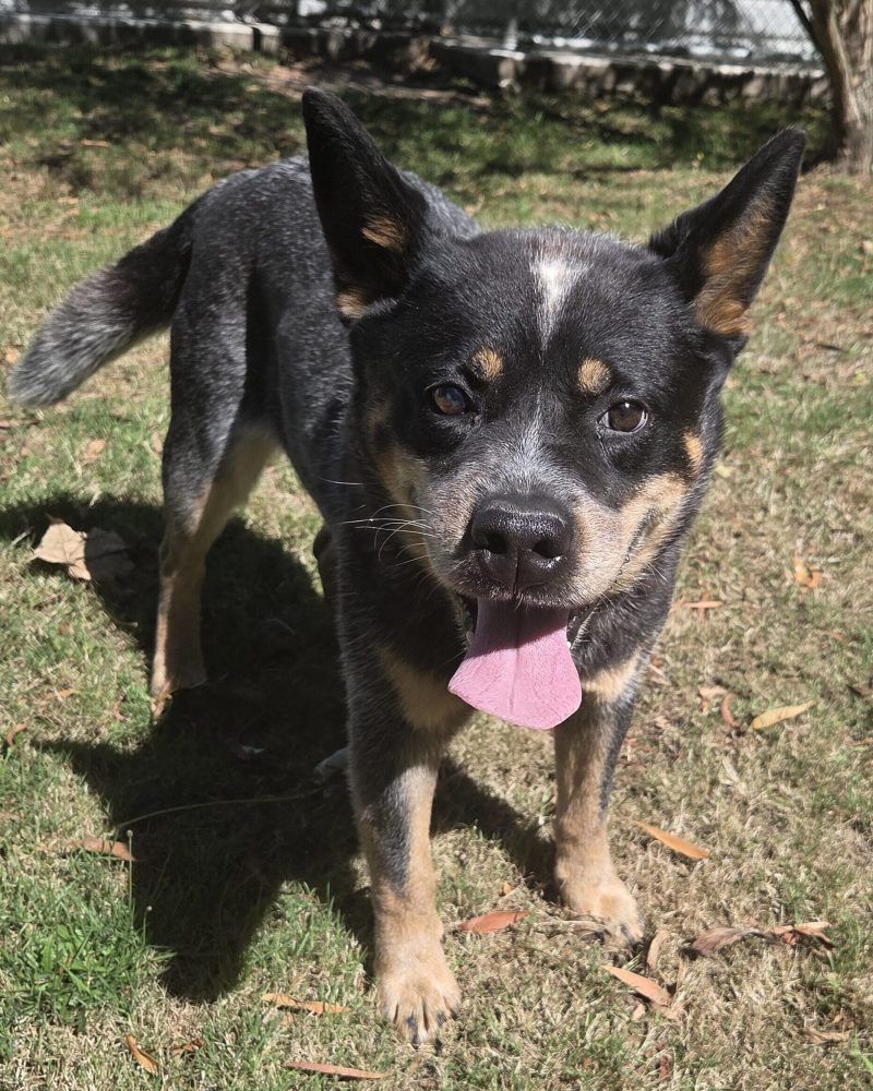 Blue standing outside in the sunshine