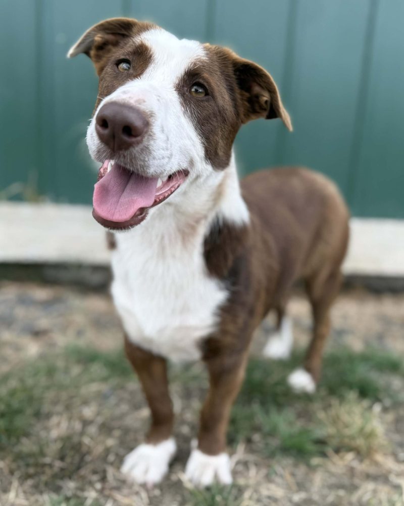 Bluey standing outside with smile