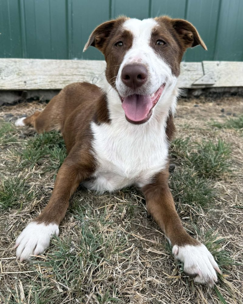 Bluey lying down outside with smile
