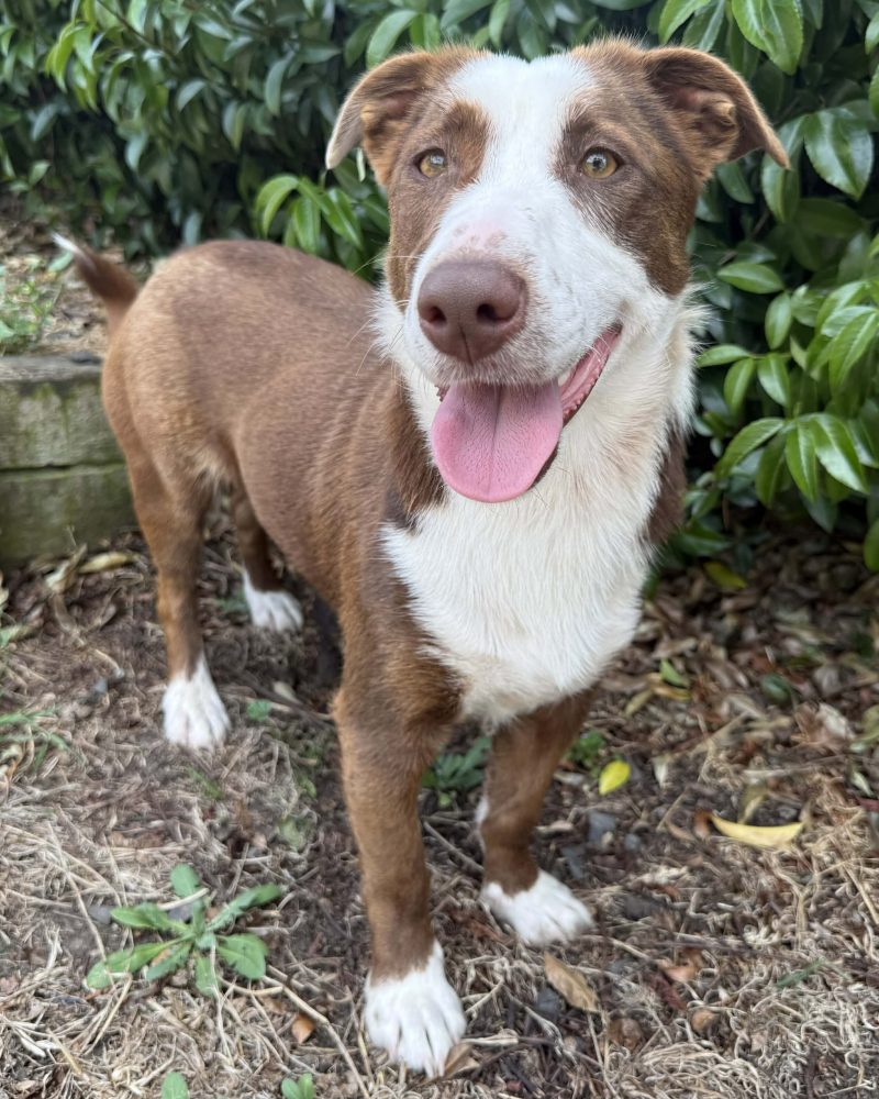 Bluey standing outside in side profile