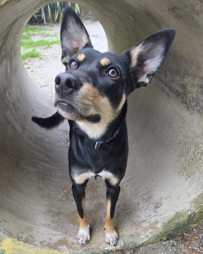 Bonnie looking out from inside a concrete play tunnel