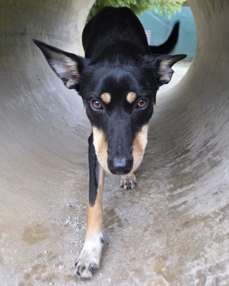 Bonnie walking through a concrete play tunnel
