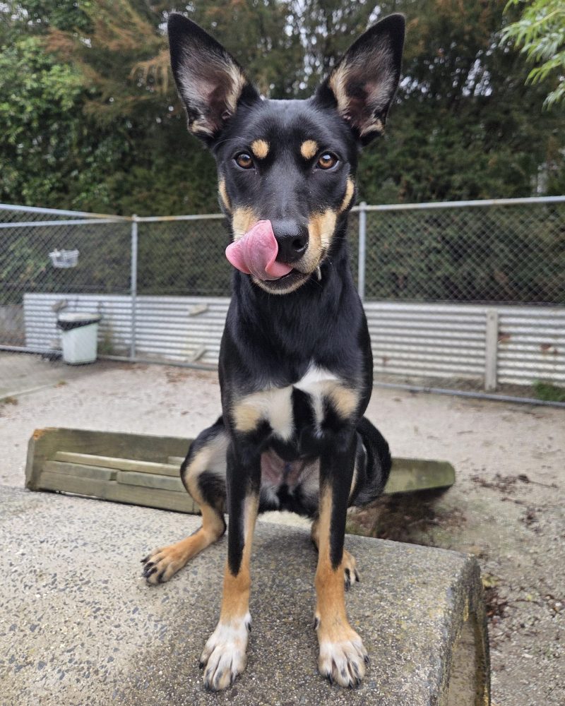 Bonnie sitting on a concrete pipe licking her lips