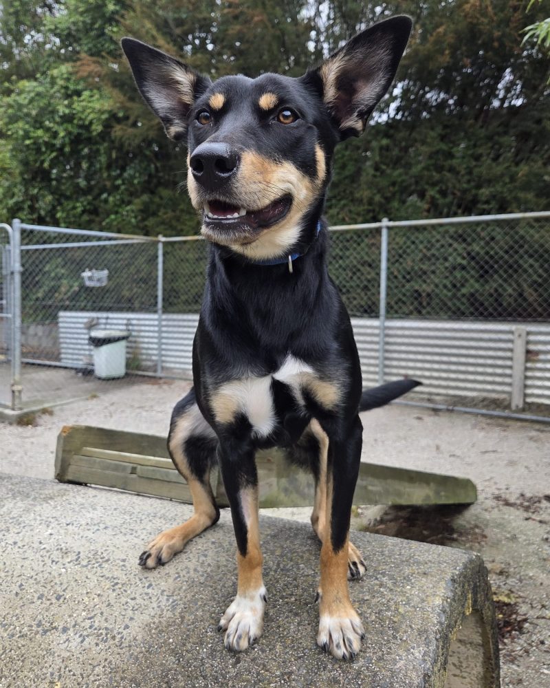 Bonnie sitting outside on a concrete tunnel with her ears up