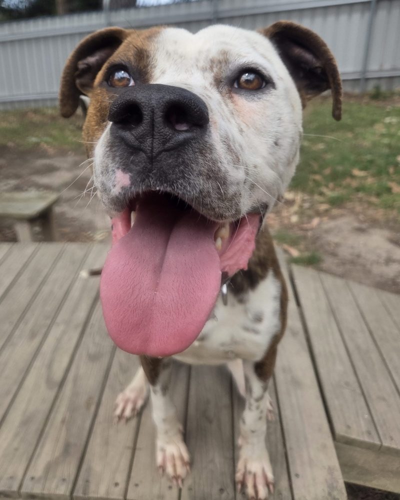 Bonnie standing outside on some decking