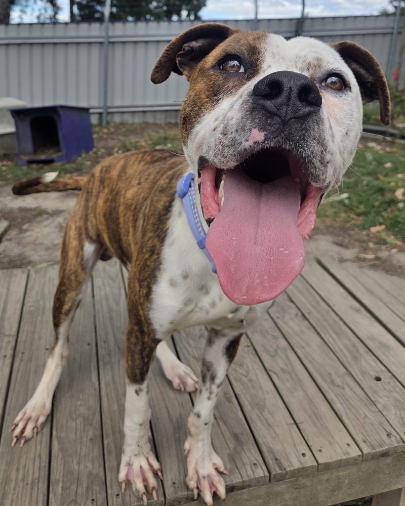 Bonnie outside standing on some decking