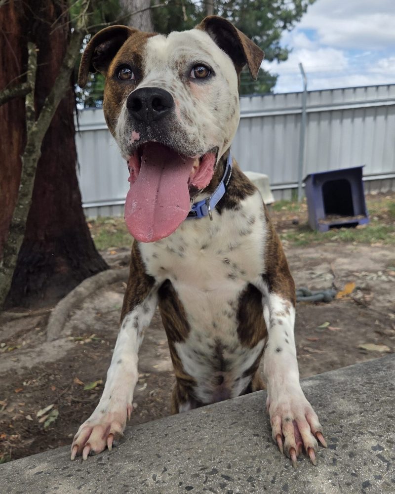 Bonnie posing nicely with front paws on a concrete play tunnel