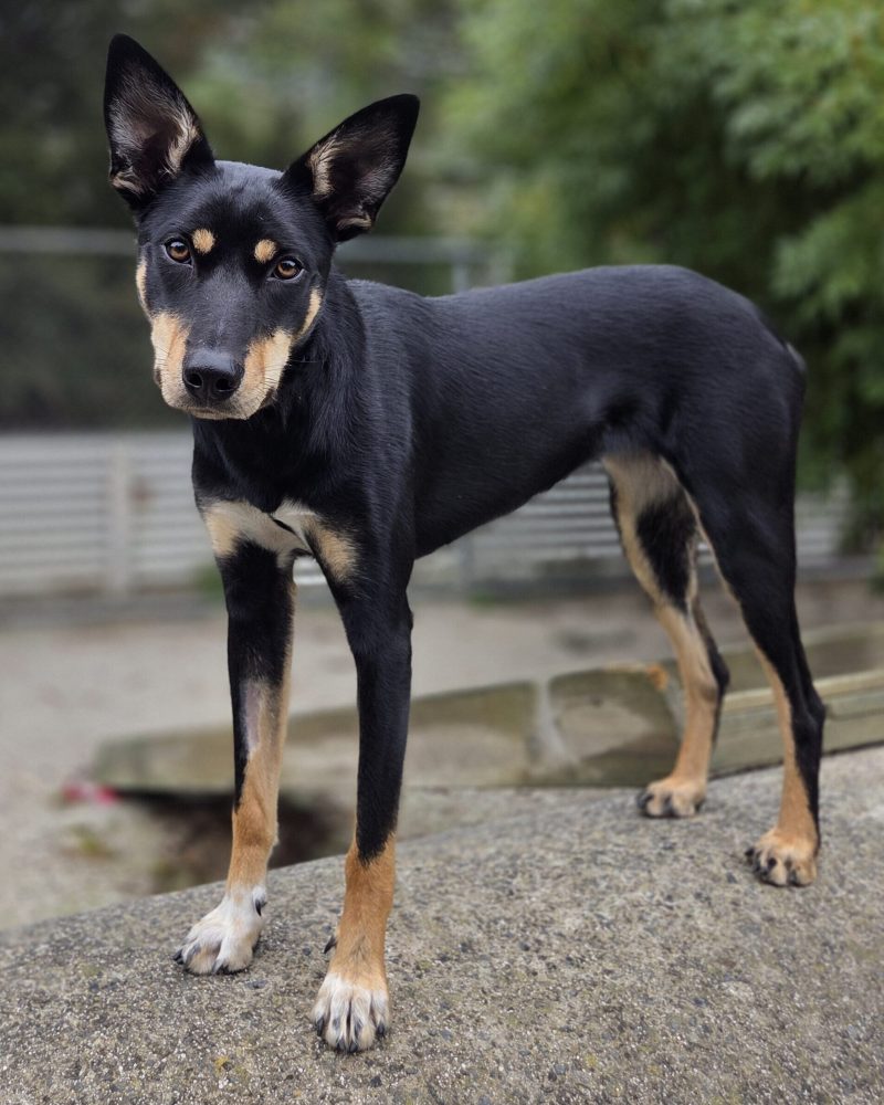 Bonnie standing outside on a concrete play tunnel looking at the camera