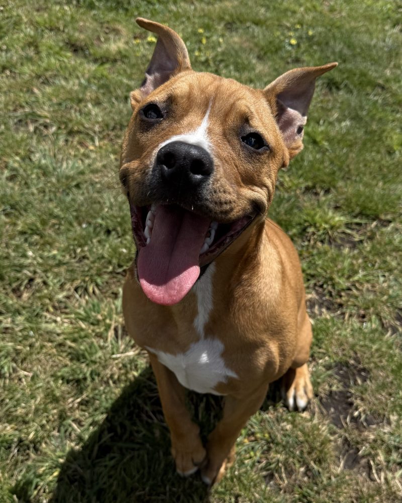 Boris sitting on the grass with a big smile