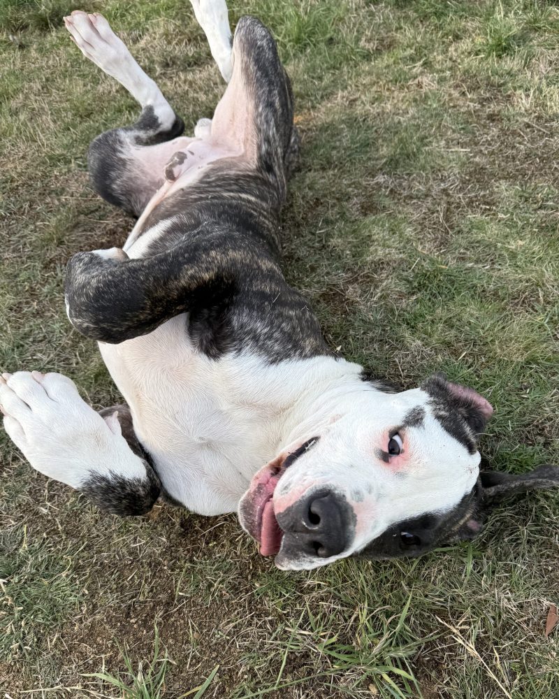 Boris lying on his back having a squirm on the grass and looking goofy