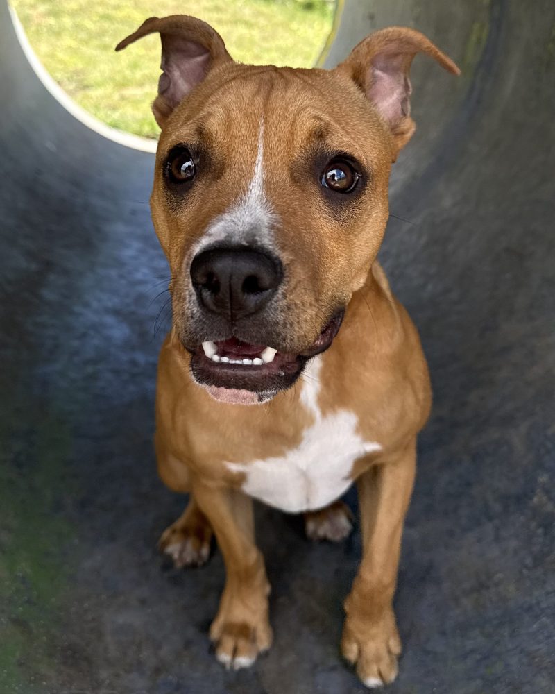 Boris sitting in a play tunnel