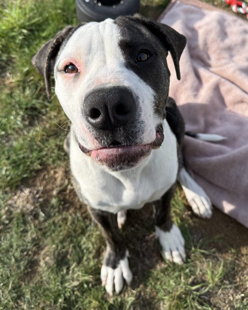Boris sitting outside with a slightly goofy expression