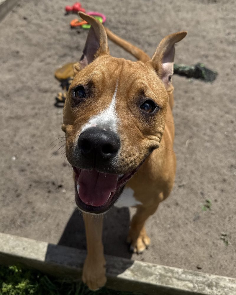 Boris outside in the sunshine giving a big playful grin