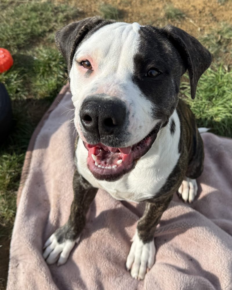 Boris sitting on a blanket outside looking happy