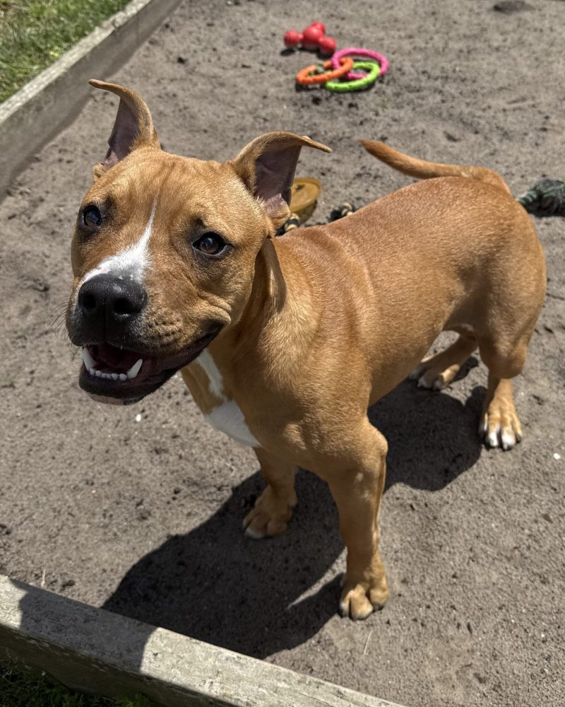 Boris standing up side on