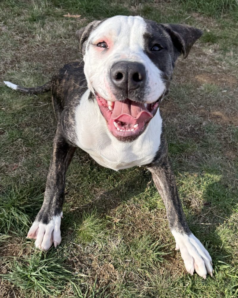 Boris sitting outside looking happy