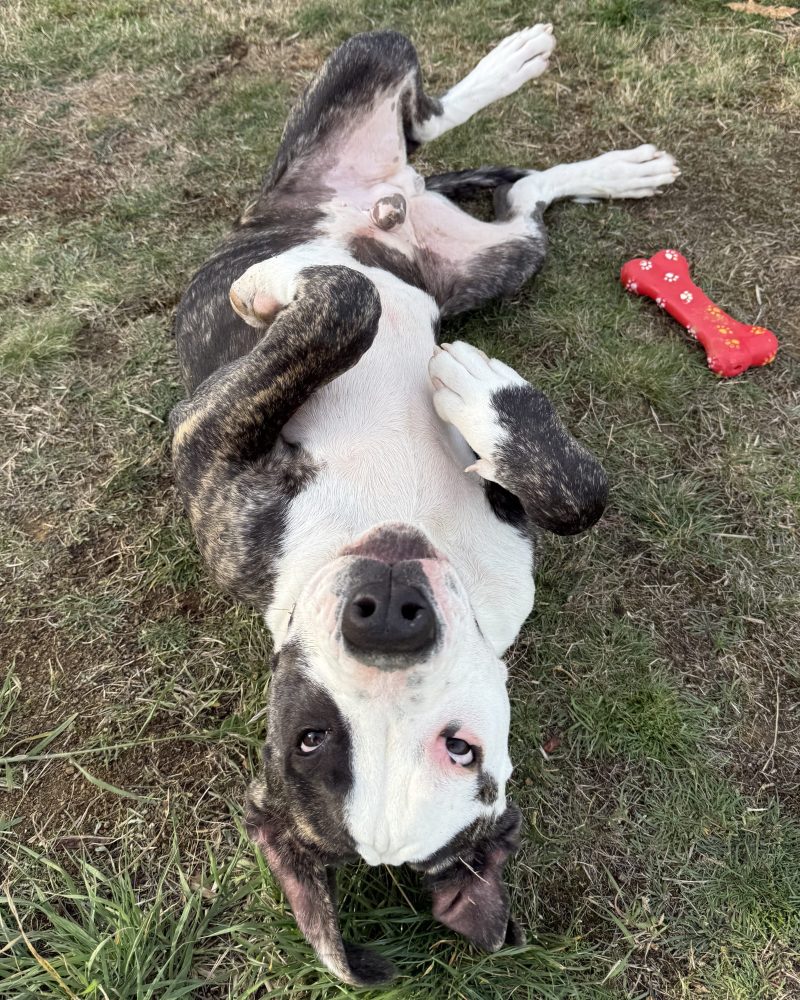 Boris lying on his back hoping for a tummy scratch