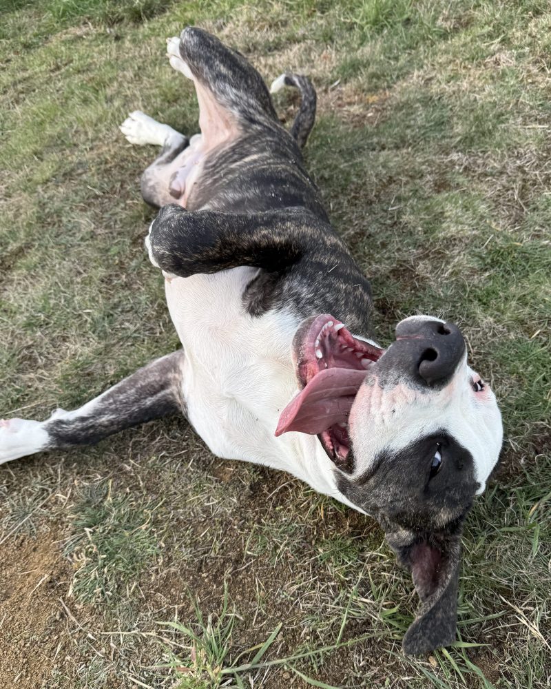 Boris lying on his back having a squirm on the grass