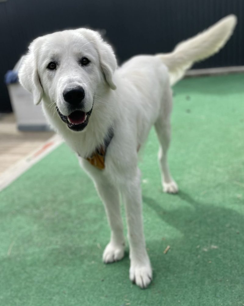 Bosco wearing a harness standing looking at the camera