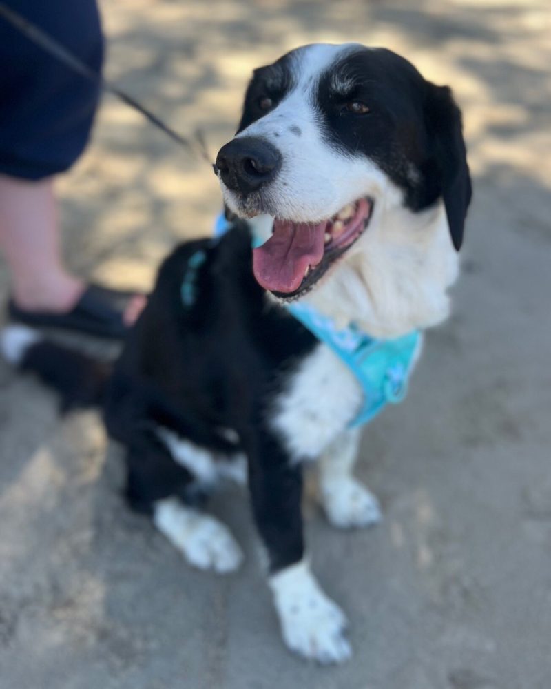 Boston sitting on the sand at the beach